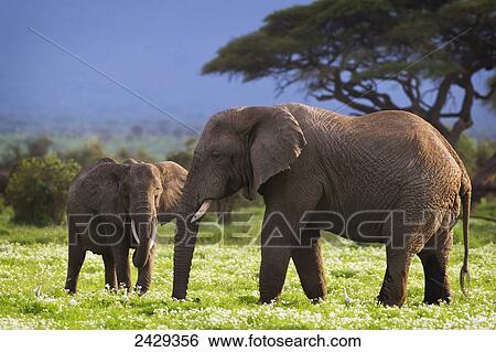 Elephants walking, Gomo Gomo game lodge; South Africa View Large Photo Image Stock Photograph - Elephants walking, Gomo Gomo game lodge; South Africa. Fotosearch