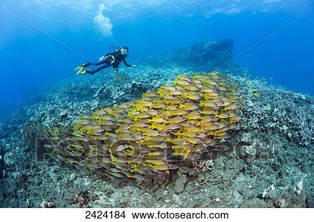 Picture - Eleven year old PADI certified junior scuba diver and schooling bluestripe snapper (Lutjanus kasmira) off Second Cathedral, a dive site off the island of Lanai; Lanai, Hawaii, United States of America. Fotosearch