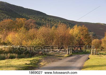 Stock Photo - Elsdon Burn, Northumberland, England; A Road And Trees In Autumn. Fotosearch