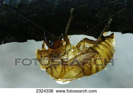 Stock Photo - Empty cicada nymph body; Les Cedres, Quebec, Canada. Fotosearch