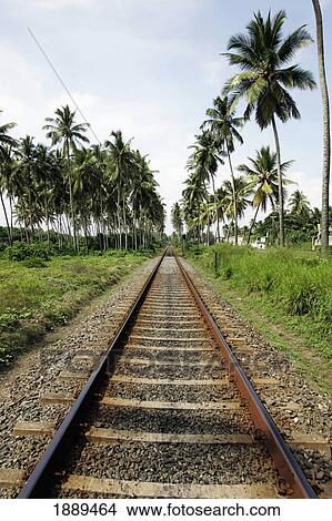 Empty Railway Track And Palm Trees View Large Photo Image Picture - Empty Railway Track And Palm Trees. Fotosearch