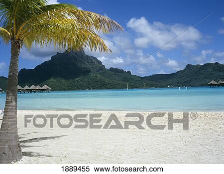 Empty White Sand Beach And Palm Tree View Large Photo Image Stock Photography - Empty White Sand Beach And Palm Tree. Fotosearch