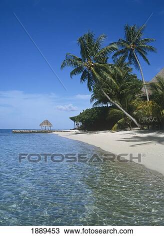 Empty White Sand Beach And Palm Trees View Large Photo Image Stock Image - Empty White Sand Beach And Palm Trees. Fotosearch