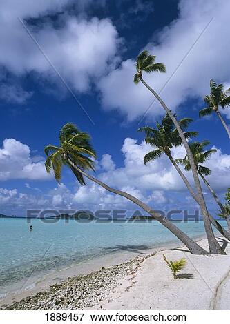 Empty White Sand Beach With Palm Trees View Large Photo Image Stock Photo - Empty White Sand Beach With Palm Trees. Fotosearch