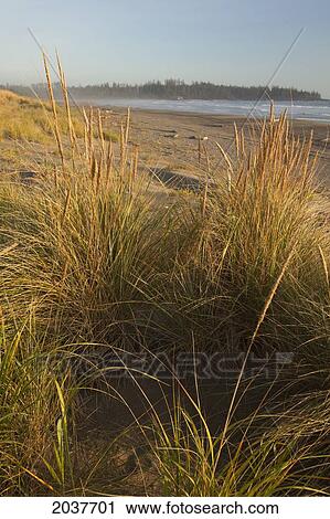 Endangered And Rare Coastal Sand Dunes At Wickaninnish Beach In Pacific Rim National Park Near Tofino; British Columbia Canada View Large Photo Image Stock Image - Endangered And Rare Coastal Sand Dunes At Wickaninnish Beach In Pacific Rim National Park Near Tofino; British Columbia Canada. Fotosearch