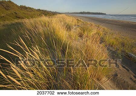 Endangered And Rare Coastal Sand Dunes At Wickaninnish Beach In Pacific Rim National Park Near Tofino; British Columbia Canada View Large Photo Image Stock Image - Endangered And Rare Coastal Sand Dunes At Wickaninnish Beach In Pacific Rim National Park Near Tofino; British Columbia Canada. Fotosearch
