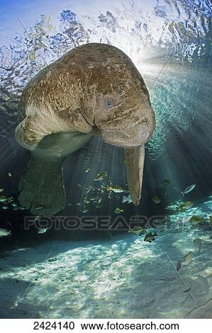 Endangered Florida Manatee (Trichechus manatus latirostris) at Three Sisters Spring; Crystal River, Florida, United States of America View Large Photo Image Stock Image - Endangered Florida Manatee (Trichechus manatus latirostris) at Three Sisters Spring; Crystal River, Florida, United States of America. Fotosearch
