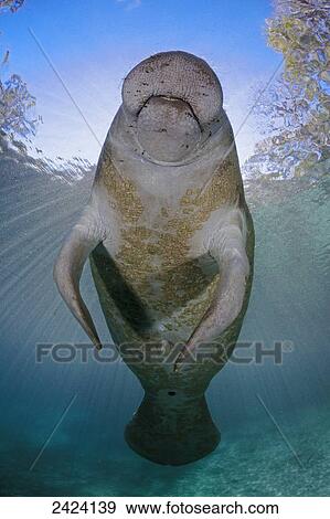 Stock Photo - Endangered Florida Manatee (Trichechus manatus latirostris) at Three Sisters Spring; Crystal River, Florida, United States of America. Fotosearch