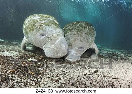 Stock Photo - Endangered Florida Manatees (Trichechus manatus latirostris) gather at Three Sisters Spring; Crystal River, Florida, United States of America. Fotosearch