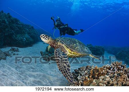 Picture - Endangered Green Sea Turtle (Chelonia Mydas), A Common Sight Around Hawaii, Being Photographed By A Diver.. Fotosearch