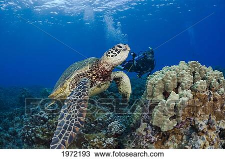 Stock Image - Endangered Green Sea Turtle (Chelonia Mydas), A Common Sight Around Hawaii, Being Photographed By A Diver.. Fotosearch