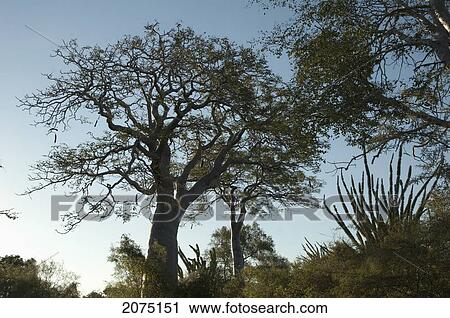 Endemic Vegetation At The Reniala Reserve, Mangily, Toliara Province, Madagascar View Large Photo Image Stock Image - Endemic Vegetation At The Reniala Reserve, Mangily, Toliara Province, Madagascar. Fotosearch