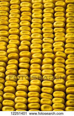Endless rows of yellow grain corn kernels View Large Photo Image Stock Image - Endless rows of yellow grain corn kernels. Fotosearch