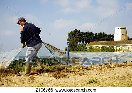 Stock Photograph - England, Channel Islands, Jersey, Fisherman with fishnet; St Quen. Fotosearch