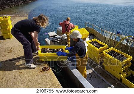 Stock Photography - England, Channel Islands, Jersey, Fishermen coming back with lobster catch; St Catherine's Breakwater. Fotosearch