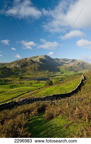 England, Cumbria, Lake District National Park, Flock of sheep on top of hill; Little Langdale View Large Photo Image Stock Image - England, Cumbria, Lake District National Park, Flock of sheep on top of hill; Little Langdale. Fotosearch