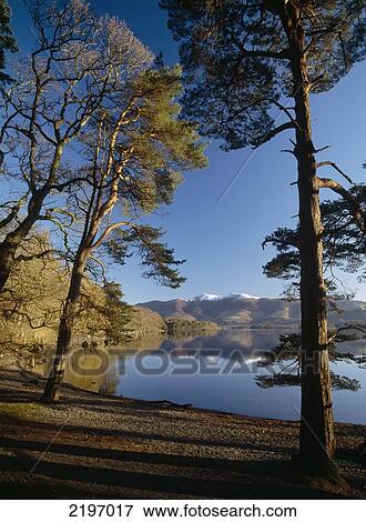 England, Cumbria, Looking through trees to calm waters of Derwent Water shortly after dawn; Lake District View Large Photo Image Stock Photo - England, Cumbria, Looking through trees to calm waters of Derwent Water shortly after dawn; Lake District. Fotosearch