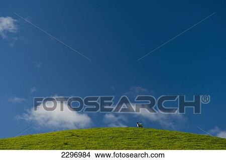 England, Cumbria, Sheep on top of hill near Little Langdale; Lake District National Park View Large Photo Image Picture - England, Cumbria, Sheep on top of hill near Little Langdale; Lake District National Park. Fotosearch