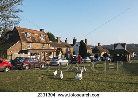 Picture - England, Geese wandering around Sedlescombe Village Green; East Sussex. Fotosearch