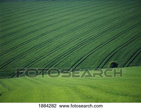 Stock Image - England, Green Fields With One Tree; East Sussex. Fotosearch