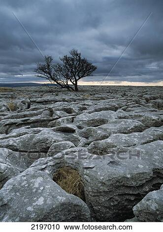 England, North Yorkshire, Solitary hawthorne tree on limestone pavement near Ingleborough Hill; Yorkshire Dales National Park View Large Photo Image Stock Image - England, North Yorkshire, Solitary hawthorne tree on limestone pavement near Ingleborough Hill; Yorkshire Dales National Park. Fotosearch
