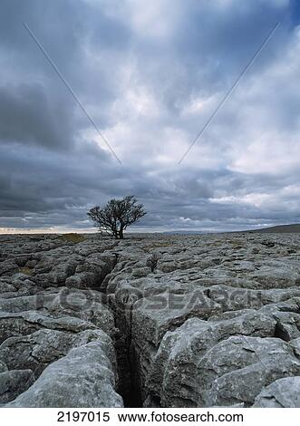 England, Solitary hawthorne tree on limestone pavement near Ingleborough Hill; Yorkshire Dales National Park View Large Photo Image Stock Photography - England, Solitary hawthorne tree on limestone pavement near Ingleborough Hill; Yorkshire Dales National Park. Fotosearch