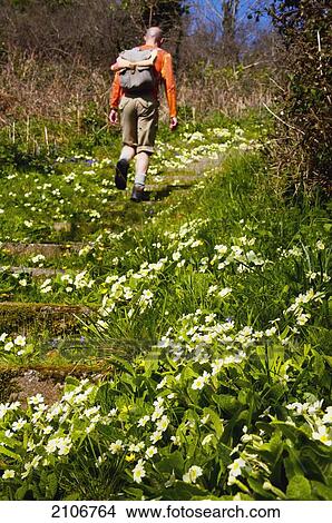England, Tourist on flowery path; Guernsey View Large Photo Image Picture - England, Tourist on flowery path; Guernsey. Fotosearch