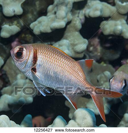 Epaulette Soldierfish (Myripristis kuntee) next to coral reef; Kona, Island of Hawaii, Hawaii, United States of America View Large Photo Image Stock Photo - Epaulette Soldierfish (Myripristis kuntee) next to coral reef; Kona, Island of Hawaii, Hawaii, United States of America. Fotosearch