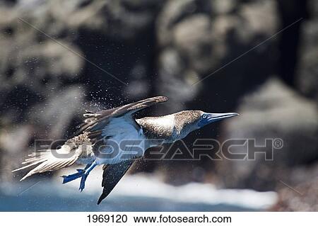 Stock Image - Equador, Blue Footed Booby (Sula Nebouxii Excisa) Shakes Of Sea Water After Taking Flight; Galapagos Islands. Fotosearch