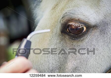 Equine vet examining a patient's eye; Sparks, Maryland, United States of America View Large Photo Image Picture - Equine vet examining a patient's eye; Sparks, Maryland, United States of America. Fotosearch