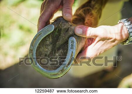 Stock Photo - Equine vet inspecting the hoof of a horse; Sparks, Maryland, United States of America. Fotosearch