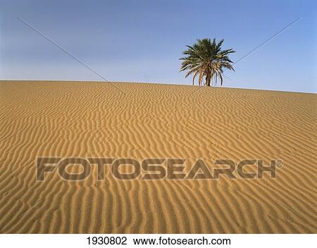 Erg Chebbi, Merzouga, Morocco View Large Photo Image Stock Image - Erg Chebbi, Merzouga, Morocco. Fotosearch