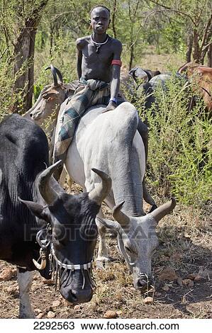 Ethiopia, Southern Nations Nationalities And Peoples' Region, South Omo, Mursiland, Portrait Of Mursi Tribal Man Sitting On Bull; Maridungka Village View Large Photo Image Stock Image - Ethiopia, Southern Nations Nationalities And Peoples' Region, South Omo, Mursiland, Portrait Of Mursi Tribal Man Sitting On Bull; Maridungka Village. Fotosearch