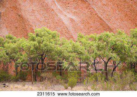 Stock Photography - Eucalyptus trees at Ayer's Rock in Uluru-Kata Tjuta National Park; Northern Territory, Australia. Fotosearch
