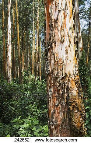 Stock Image - Eucalyptus trees in the Highlands of Ethiopia; Ethiopia. Fotosearch