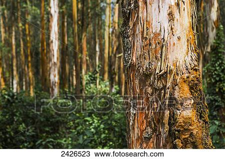 Stock Image - Eucalyptus trees in the Highlands of Ethiopia; Ethiopia. Fotosearch