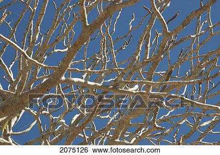Stock Photograph - Euphoria Tree, Arboretum D'antsokay, Toliara Province, Madagascar. Fotosearch
