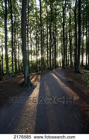 Europe, Germany, West Pomerania, Baltic, Rugen, Stubnitz Forest. View Large Photo Image Stock Photography - Europe, Germany, West Pomerania, Baltic, Rugen, Stubnitz Forest.. Fotosearch
