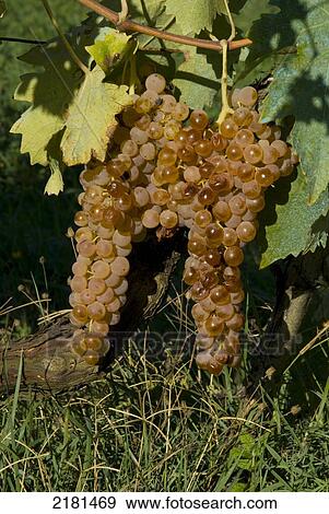 Stock Photo - Europe, Italy, Tuscany, Chianciano Terme Grapes Tuscan Closeup. Fotosearch