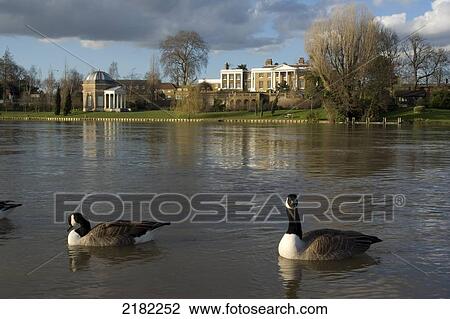 Stock Image - Europe, Uk, England, Surrey, Molesey, River Thames With Geese. Fotosearch