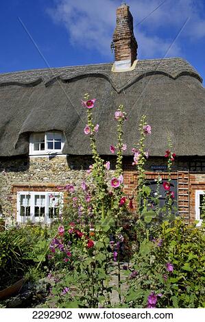 Stock Image - Europe, Uk, England, Sussex, Selsey, Thatched Cottage. Fotosearch