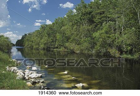 Stock Image - Everglades. Fotosearch