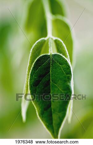 Evergreen Shrub (Osmanthus X Burkwoodii), Selective Focus On Green Leaves. View Large Photo Image Stock Photo - Evergreen Shrub (Osmanthus X Burkwoodii), Selective Focus On Green Leaves.. Fotosearch