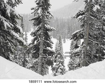 Stock Image - Evergreens At Ski Resort, Whistler, British Columbia, Canada. Fotosearch
