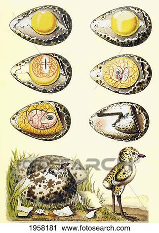 Evolution Of A Chicken Within An Egg, And A Chicken Recently Emerged From The Egg. From El Mundo Ilustrado, Published Barcelona, 1880. View Large Photo Image Stock Image - Evolution Of A Chicken Within An Egg, And A Chicken Recently Emerged From The Egg. From El Mundo Ilustrado, Published Barcelona, 1880.. Fotosearch