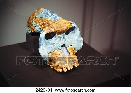 Stock Image - Exhibits of prehistoric human ancestor remains in the National museum; Addis Ababa, Ethiopia. Fotosearch