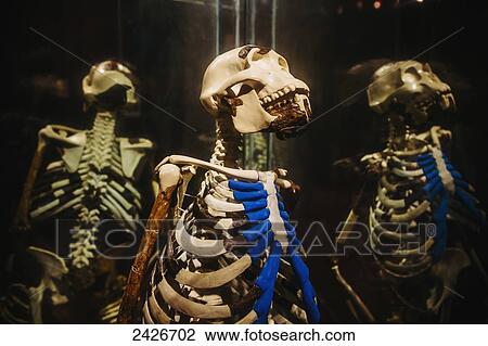 Stock Image - Exhibits of prehistoric human ancestor remains in the National museum; Addis Ababa, Ethiopia. Fotosearch