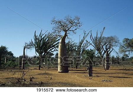 Exotic Flora View Large Photo Image Stock Image - Exotic Flora. Fotosearch