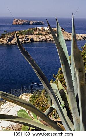 Stock Photo - Exotic Plants At Ibiza Coastline In Balearics. Fotosearch