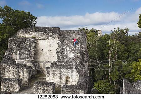 Stock Image - Exploring the Mayan ruins of the Tikal temples; Tikal, Peten, Guatemala. Fotosearch